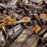identifying the mushroom of awareness in the wild