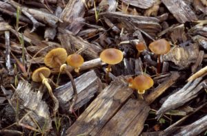 identifying the mushroom of awareness in the wild
