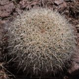 identifying coryphantha compacta hallucinogen cacti in the wild
