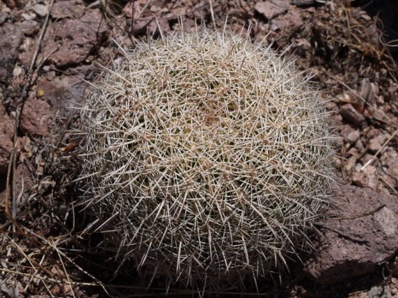 identifying coryphantha compacta hallucinogen cacti in the wild