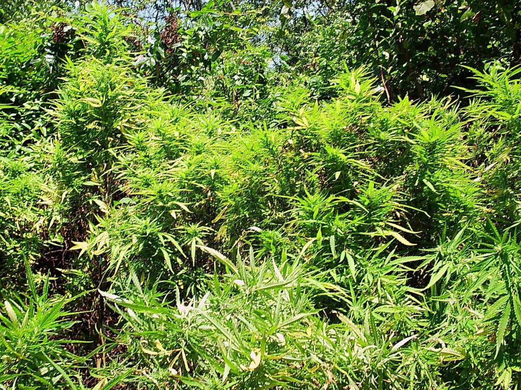 how to identify cannabis plants in the wild