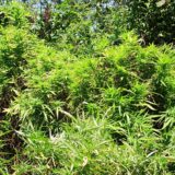 how to identify cannabis plants in the wild