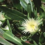 Mesembryanthemum expansum