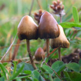 Psilocybe mushrooms psychoactive