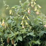 Astragalus, Huang-qi, Astragalus membranaceus a member of the Pea Family (Fabaceae or Leguminosae) is native to Northeast Asia, cultivated elsewhere. The root is used, and is a famous tonic in traditional Chinese medicine, valued in the West as an immunostimulant.