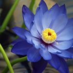 blue louts flower