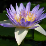 blue-lotus-flower