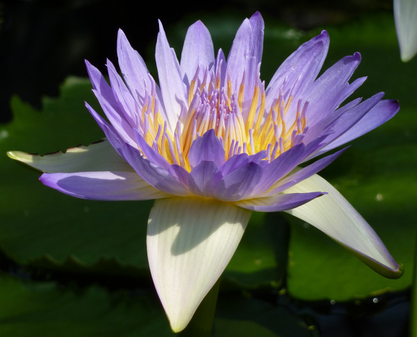Blue Lotus Flower, Egyptian Water Lily, Sacred Lily