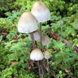 hoop-petticoat-mushrooms-of-hallucination