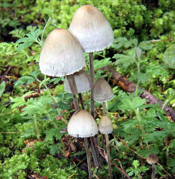 hoop-petticoat-mushrooms-of-hallucination