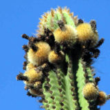 Peyote Cactus of Hallucination – Botanical Shaman