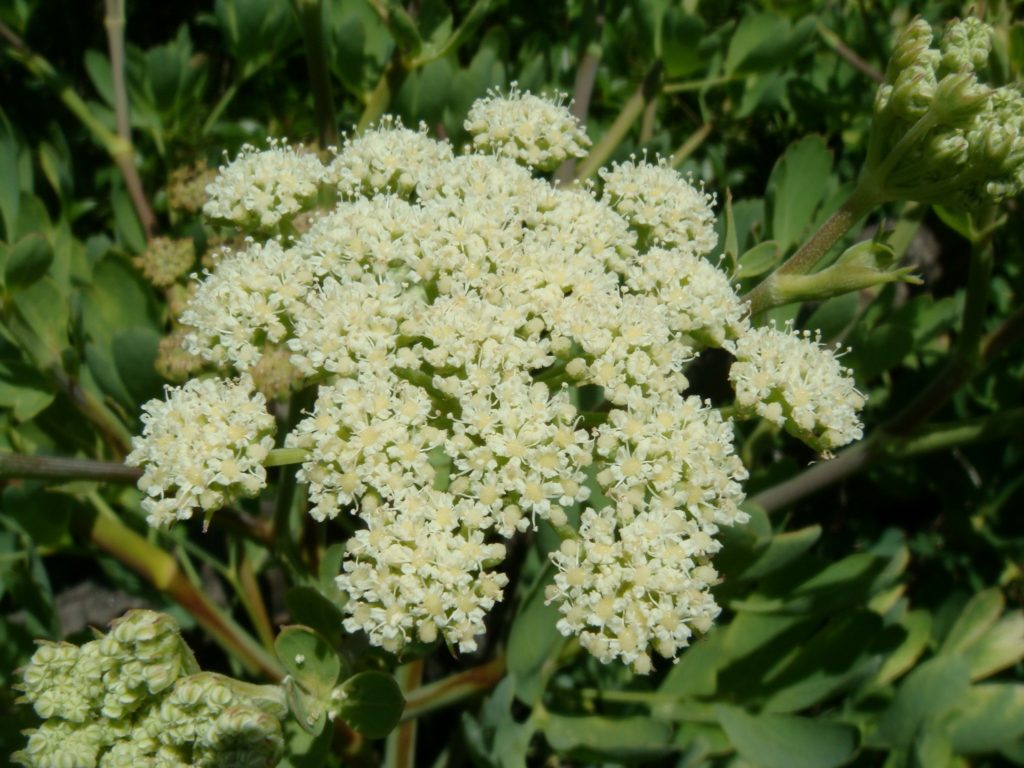 peucedanum-japonicum