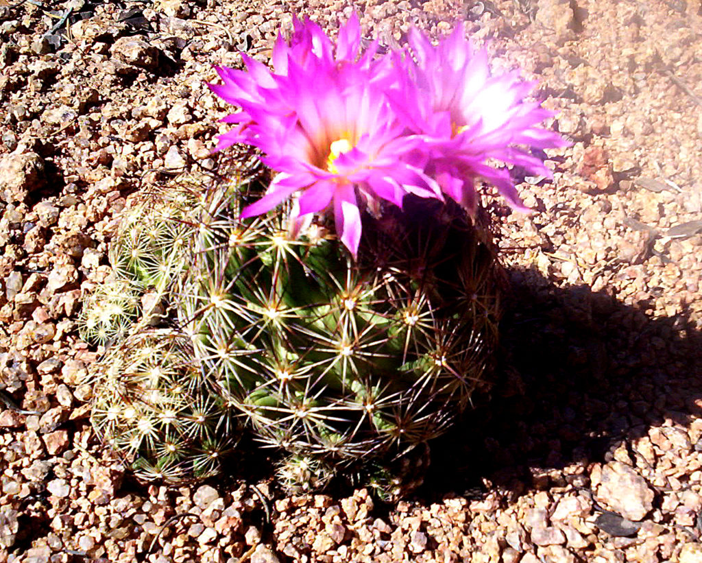 pincushion-cactus-false-peyote