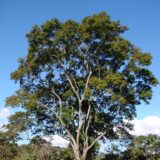 Anadenanthera tree DMT producing