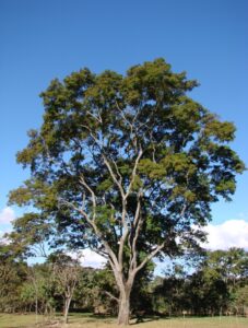 Anadenanthera tree DMT producing