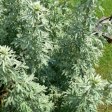 Artemisia-absinthium (wormwood)