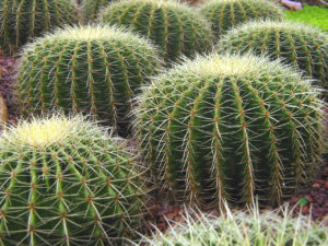 neurotransmitter-cactus