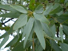 eucalyptus as a medicine